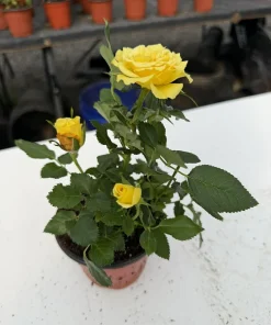 Miniature Rose Live Plant, 4 Inch Pot, Random Color, 4-6 Inch Tall, Outdoor - Image 5