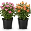 Miniature Rose Live Plant, 4 Inch Pot, Random Color, 4-6 Inch Tall, Outdoor - Image 1