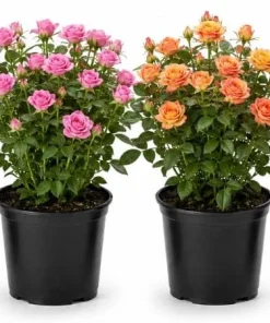 Miniature Rose Live Plant, 4 Inch Pot, Random Color, 4-6 Inch Tall, Outdoor - Image 1