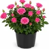 Miniature Rose Live Plant, Pink Mini Rose Bush, 4-6 Inches Tall in 4 Inch Pot, Outdoor - Image 1