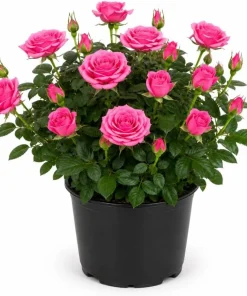 Miniature Rose Live Plant, Pink Mini Rose Bush, 4-6 Inches Tall in 4 Inch Pot, Outdoor - Image 1