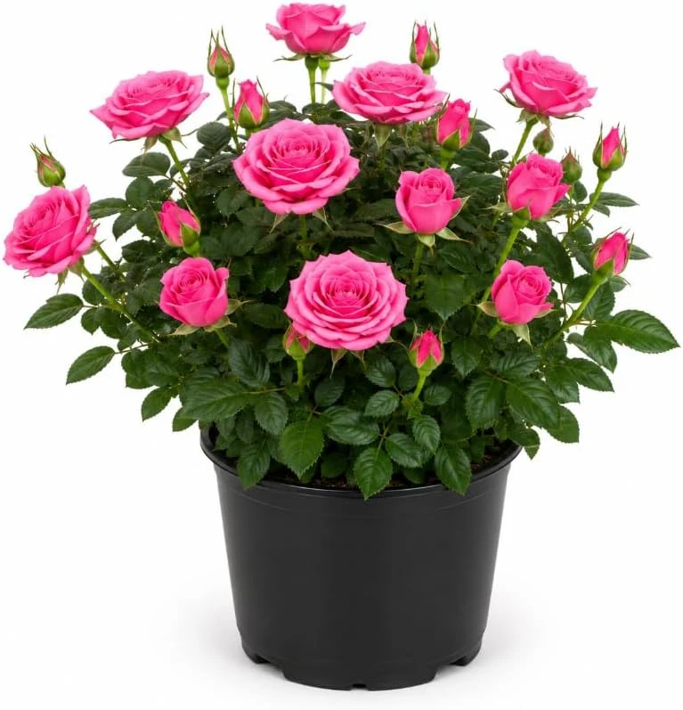 Miniature Rose Live Plant, Pink Mini Rose Bush, 4-6 Inches Tall in 4 Inch Pot, Outdoor - Image 1