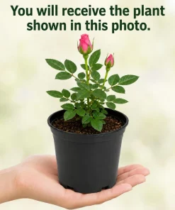 Miniature Rose Live Plant, Pink Mini Rose Bush, 4-6 Inches Tall in 4 Inch Pot, Outdoor - Image 4