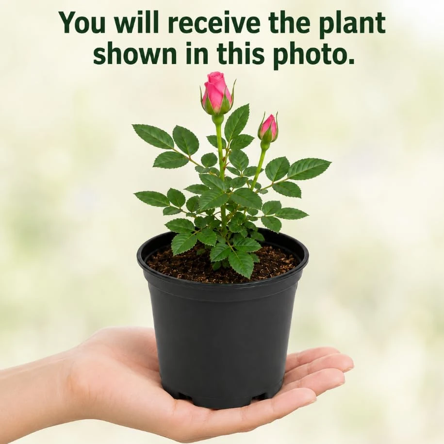 Miniature Rose Live Plant, Pink Mini Rose Bush, 4-6 Inches Tall in 4 Inch Pot, Outdoor - Image 4