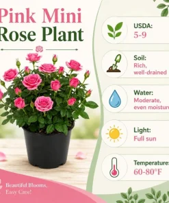 Miniature Rose Live Plant, Pink Mini Rose Bush, 4-6 Inches Tall in 4 Inch Pot, Outdoor - Image 5