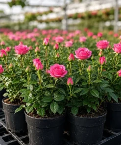 Miniature Rose Live Plant, Pink Mini Rose Bush, 4-6 Inches Tall in 4 Inch Pot, Outdoor - Image 8