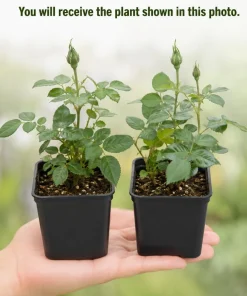 Miniature Rose Live Plants - Set of 2, Assorted Colors, 4-6 Inches Tall, 4 Inch Pot, Outdoor - Image 3