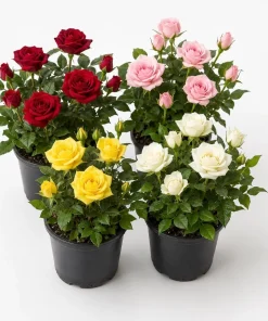 Miniature Rose Live Plants - Set of 2, Assorted Colors, 4-6 Inches Tall, 4 Inch Pot, Outdoor - Image 1