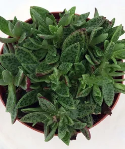 Miniature Tiger Jade Plant - Crassula piturata 'Tiger Jade' Live Plant - 2.5" Pot - Image 2