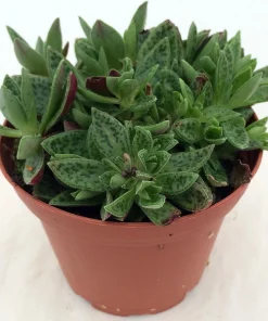 Miniature Tiger Jade Plant - Crassula piturata 'Tiger Jade' Live Plant - 2.5