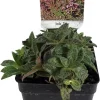 Miniature Tiger Jade Plant - Crassula piturata 'Tiger Jade' Live Plant - 2.5" Pot - Image 1