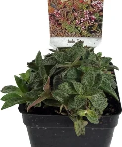Miniature Tiger Jade Plant - Crassula piturata 'Tiger Jade' Live Plant - 2.5