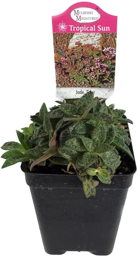 Miniature Tiger Jade Plant - Crassula piturata 'Tiger Jade' Live Plant - 2.5" Pot - Image 1