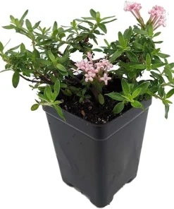Miniature Trumpet Flower Live Plant - Putatoria calibrica - Pink - 2.5