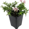 Miniature Trumpet Flower Live Plant - Putatoria calibrica - Pink - 2.5" Pot - Image 1