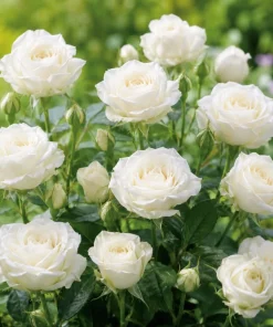 Miniature White Rose Live Plant - 4 Inch Pot, 4-6 Inches Tall Shrub - Image 5