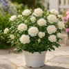 Miniature White Rose Live Plant - 4 Inch Pot, 4-6 Inches Tall Shrub - Image 1
