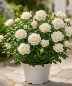 Miniature White Rose Live Plant - 4 Inch Pot, 4-6 Inches Tall Shrub - Image 1