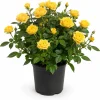 Miniature Yellow Rose Live Plant - 4 Inch Pot, 4-6 Inches Tall, Outdoor Flowering Shrub - Image 1