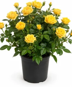 Miniature Yellow Rose Live Plant - 4 Inch Pot, 4-6 Inches Tall, Outdoor Flowering Shrub - Image 1