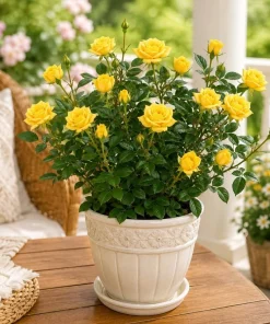 Miniature Yellow Rose Live Plant - 4 Inch Pot, 4-6 Inches Tall, Outdoor Flowering Shrub - Image 2