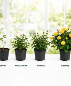 Miniature Yellow Rose Live Plant - 4 Inch Pot, 4-6 Inches Tall, Outdoor Flowering Shrub - Image 4