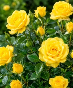 Miniature Yellow Rose Live Plant - 4 Inch Pot, 4-6 Inches Tall, Outdoor Flowering Shrub - Image 5