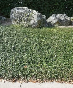 Minima Asiatic Jasmine Live Plant – Trachelospermum asiaticum 'Minima' – 4