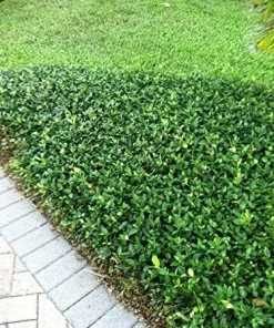 Minima Asiatic Jasmine Live Plant – Trachelospermum asiaticum 'Minima' – 4