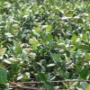 Minima Asiatic Jasmine Live Plant – Trachelospermum asiaticum 'Minima' – 4" Pot – Outdoor Ground Cover - Image 1