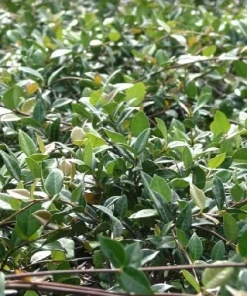 Minima Asiatic Jasmine Live Plant – Trachelospermum asiaticum 'Minima' – 4