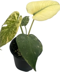 Mint Monstera Live Plant - Rare Philodendron - 4 inch Pot - Indoor - Image 2