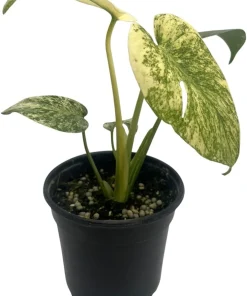 Mint Monstera Live Plant - Rare Philodendron - 4 inch Pot - Indoor - Image 3