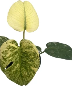 Mint Monstera Live Plant - Rare Philodendron - 4 inch Pot - Indoor - Image 4