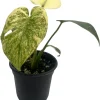 Mint Monstera Live Plant - Rare Philodendron - 4 inch Pot - Indoor - Image 1