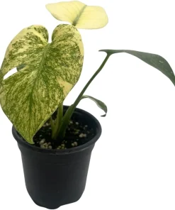 Mint Monstera Live Plant - Rare Philodendron - 4 inch Pot - Indoor - Image 1