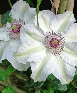 Miss Bateman Clematis Vine Live Plant - Pure White, 2.5 inch Pot, Hardy Zones 4-8 - Image 2
