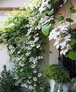 Miss Bateman Clematis Vine Live Plant - Pure White, 2.5 inch Pot, Hardy Zones 4-8 - Image 3