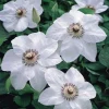 Miss Bateman Clematis Vine Live Plant - Pure White, 2.5 inch Pot, Hardy Zones 4-8 - Image 1