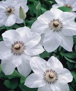 Miss Bateman Clematis Vine Live Plant - Pure White, 2.5 inch Pot, Hardy Zones 4-8 - Image 1