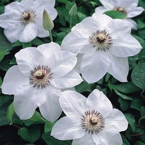 Miss Bateman Clematis Vine Live Plant - Pure White, 2.5 inch Pot, Hardy Zones 4-8 - Image 1