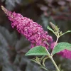 Miss Ruby Butterfly Bush Live Plant - 4 inch Pot - Outdoor Shrub - Image 1