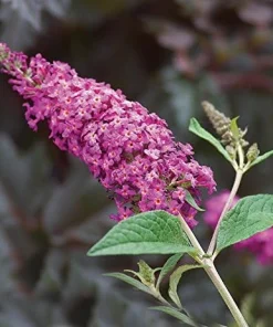 Miss Ruby Butterfly Bush Live Plant - 4 inch Pot - Outdoor Shrub - Image 1
