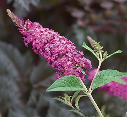 Miss Ruby Butterfly Bush Live Plant - 4 inch Pot - Outdoor Shrub - Image 1