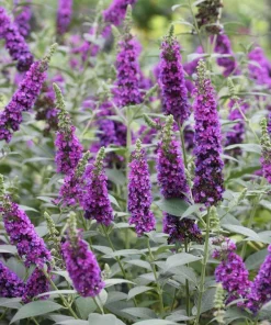 Miss Violet Butterfly Bush Live Plant – 4" Pot – Dark Purple Flowers – Outdoor Shrub - Image 2