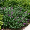 Miss Violet Butterfly Bush Live Plant – 4" Pot – Dark Purple Flowers – Outdoor Shrub - Image 1