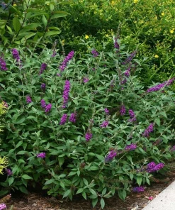 Miss Violet Butterfly Bush Live Plant – 4