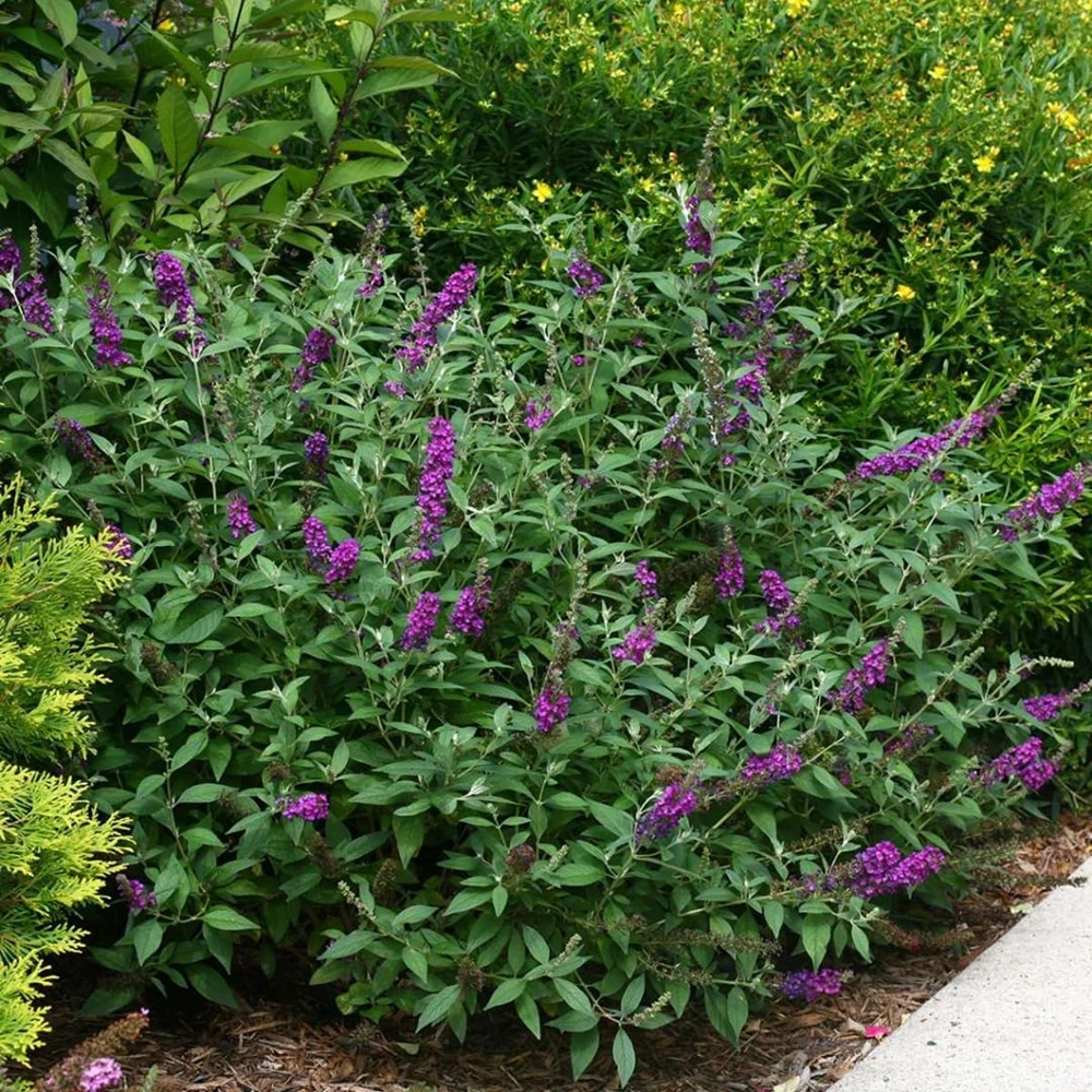 Miss Violet Butterfly Bush Live Plant – 4" Pot – Dark Purple Flowers – Outdoor Shrub - Image 1