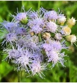 Mistflower Live Plant (Conoclinium greggii) – Butterfly Perennial, 1 Gallon Pot - Image 2