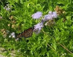 Mistflower Live Plant (Conoclinium greggii) – Butterfly Perennial, 1 Gallon Pot - Image 3